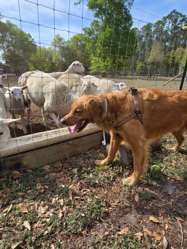 Sheep Feeding - 60 Minute Reservation- Drive In Dog Park