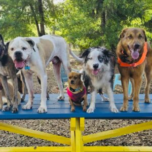 Two Hour Reservation - Drive In Dog Park