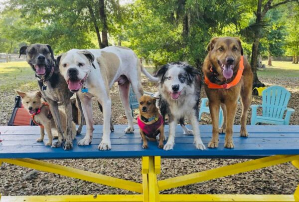 Two Hour Reservation - Drive In Dog Park